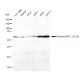 KD-Validated Phospho-AKT1 (S129) Rabbit mAb (20 μl)