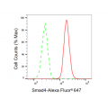 KD-Validated Smad4 Rabbit mAb (20 μl)