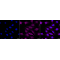 KD-Validated Smad4 Rabbit mAb (20 μl)