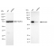 KD-Validated Smad4 Rabbit mAb (20 μl)