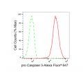 KD-Validated CPP32B Rabbit mAb (20 μl)