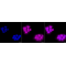 KD-Validated CPP32B Rabbit mAb (20 μl)