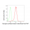 KD-Validated GSK3B Rabbit mAb (20 μl)
