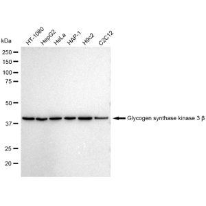KD-Validated GSK3B Rabbit mAb (20 μl)
