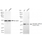 KD-Validated GSK3B Rabbit mAb (20 μl)