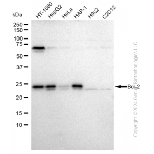 KD-Validated BCL2 Rabbit mAb (20 μl)