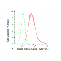 KD-Validated ACL Rabbit mAb (20 μl)