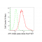 KD-Validated ACL Rabbit mAb (20 μl)