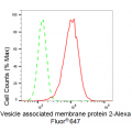 KD-Validated VAMP2 Rabbit mAb (20 μl)