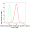 KD-Validated VAMP2 Rabbit mAb (20 μl)
