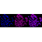 KD-Validated VAMP2 Rabbit mAb (20 μl)