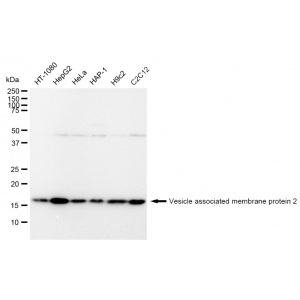 KD-Validated VAMP2 Rabbit mAb (20 μl)