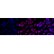 KD-Validated MCM7 Rabbit mAb (20 μl)