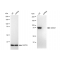 KD-Validated MCM7 Rabbit mAb (20 μl)