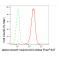 KD-Validated ACTSA Rabbit mAb (20 μl)