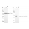 KD-Validated ACTSA Rabbit mAb (20 μl)