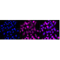 KD-Validated PRKRA Rabbit mAb (20 μl)