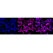 KD-Validated ZFH Rabbit mAb (20 μl)