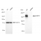 KD-Validated EHMT2 Rabbit mAb (20 μl)