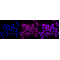 KD-Validated IKK alpha Rabbit mAb (20 μl)