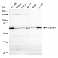 KD-Validated Albumin Rabbit mAb (20 μl)