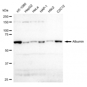 KD-Validated Albumin Rabbit mAb (20 μl)