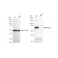 KD-Validated Albumin Rabbit mAb (20 μl)