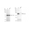 KD-Validated Albumin Rabbit mAb (20 μl)