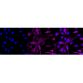 KD-Validated PRAS40 Rabbit mAb (20 μl)