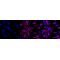 KD-Validated PRAS40 Rabbit mAb (20 μl)