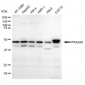KD-Validated PRAS40 Rabbit mAb (20 μl)