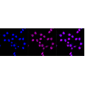 KD-Validated CD163 Rabbit mAb (20 μl)