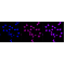 KD-Validated CD163 Rabbit mAb (20 μl)