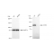 KD-Validated CD163 Rabbit mAb (20 μl)