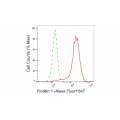 KD-Validated Flotillin 1 Rabbit mAb (20 μl)