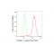 KD-Validated Flotillin 1 Rabbit mAb (20 μl)