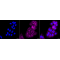 KD-Validated Flotillin 1 Rabbit mAb (20 μl)