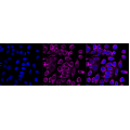 KD-Validated CLPP Rabbit mAb (20 μl)
