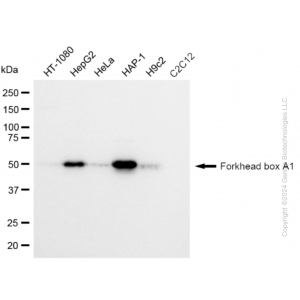 KD-Validated FOXA1 Rabbit mAb (20 μl)