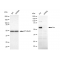 KD-Validated Src Rabbit mAb (20 μl)