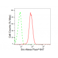 KD-Validated Src Rabbit mAb (20 μl)