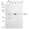 KD-Validated Src Rabbit mAb (20 μl)