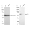 KD-Validated Src Rabbit mAb (20 μl)