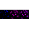 KD-Validated BMP6 Rabbit mAb (20 μl)