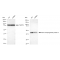 KD-Validated BMP6 Rabbit mAb (20 μl)
