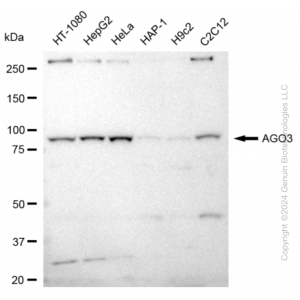 KD-Validated AGO3 Rabbit mAb (20 μl)