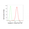 KD-Validated AQP1 Rabbit mAb (20 μl)