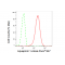 KD-Validated AQP1 Rabbit mAb (20 μl)