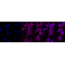 KD-Validated AQP1 Rabbit mAb (20 μl)