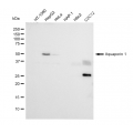 KD-Validated AQP1 Rabbit mAb (20 μl)